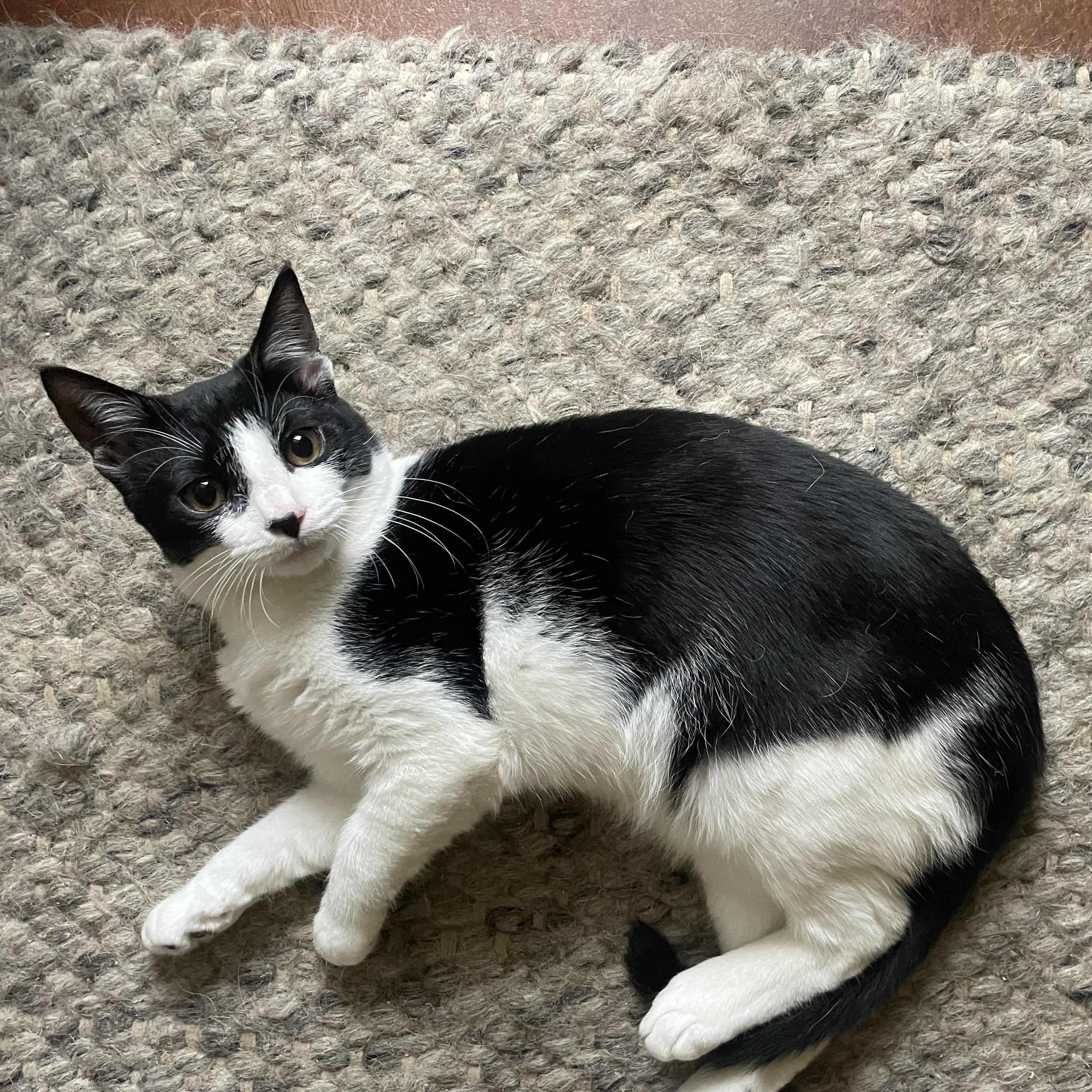 Enlarge Cuddy, a ADOPTABLE Domestic Short Hair in Mississippi State, MS image 2/4