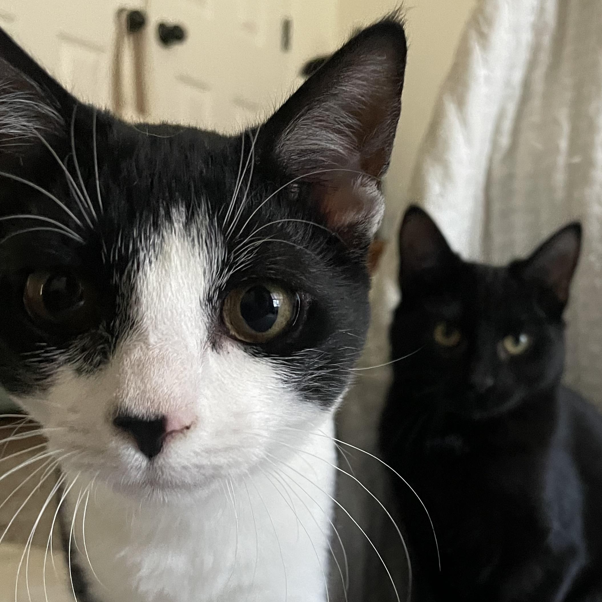 Enlarge Cuddy, a ADOPTABLE Domestic Short Hair in Mississippi State, MS image 4/4