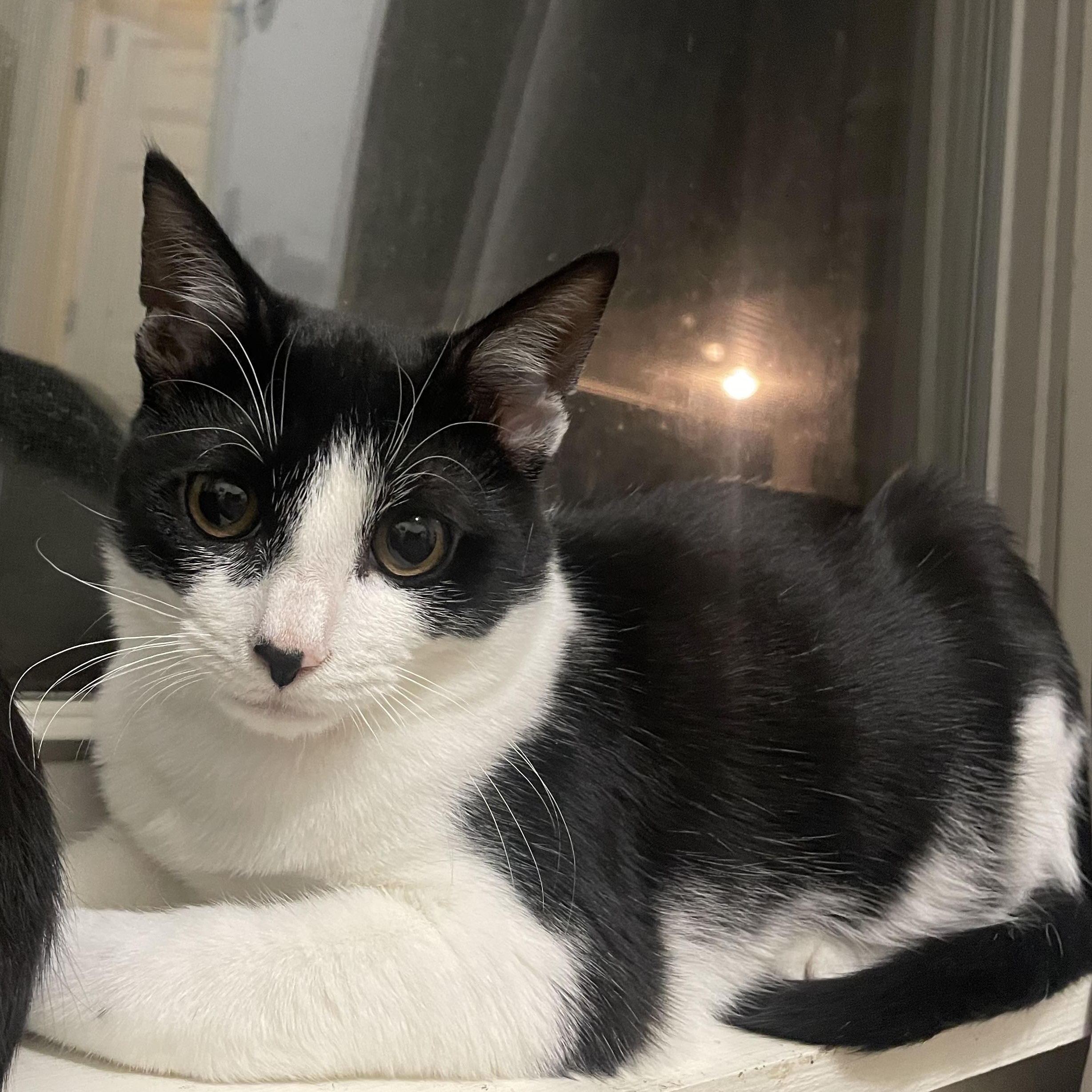 Enlarge Cuddy, a ADOPTABLE Domestic Short Hair in Mississippi State, MS image 3/4