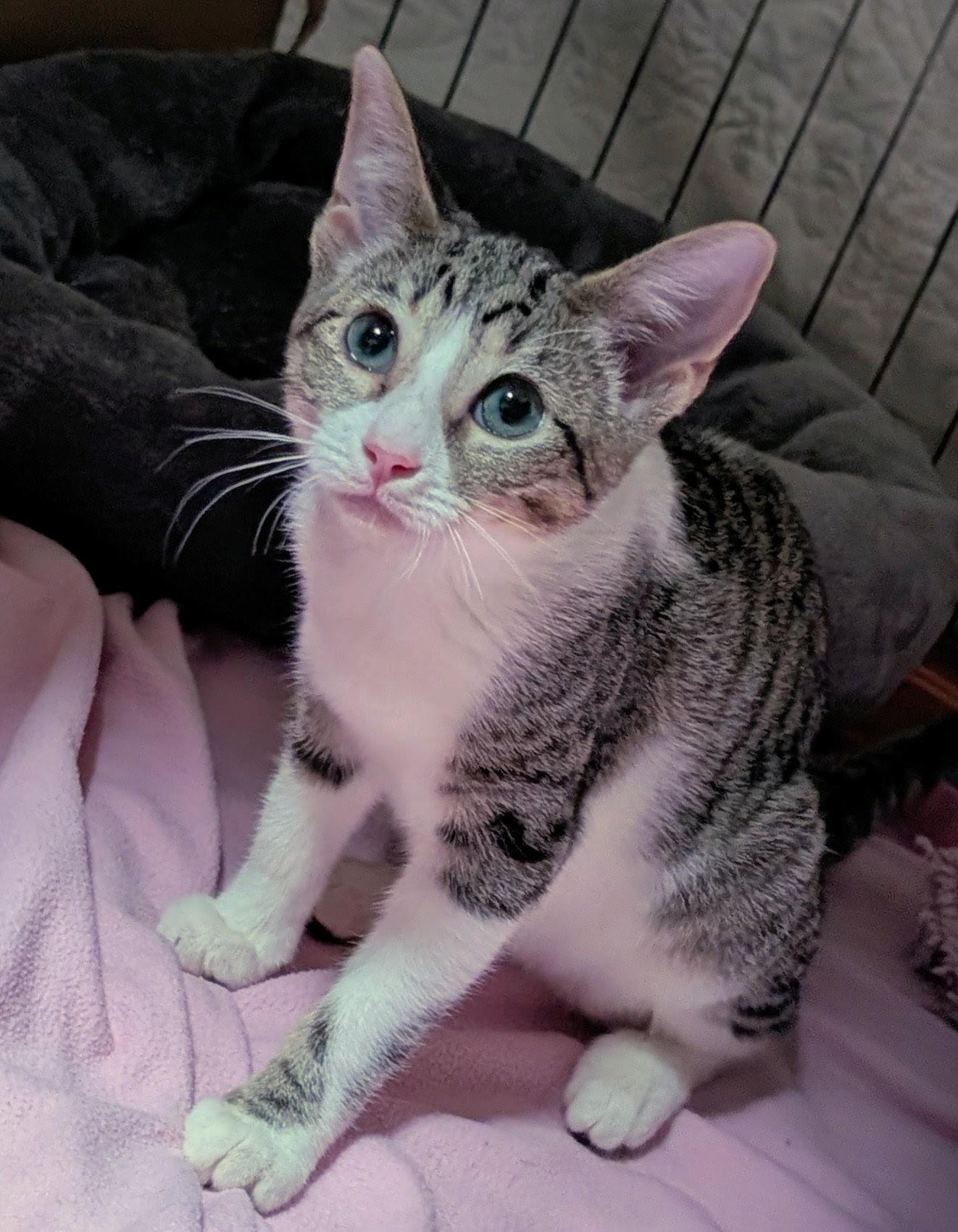 Tink, an adopted Tabby in San Diego, CA image 3/4
