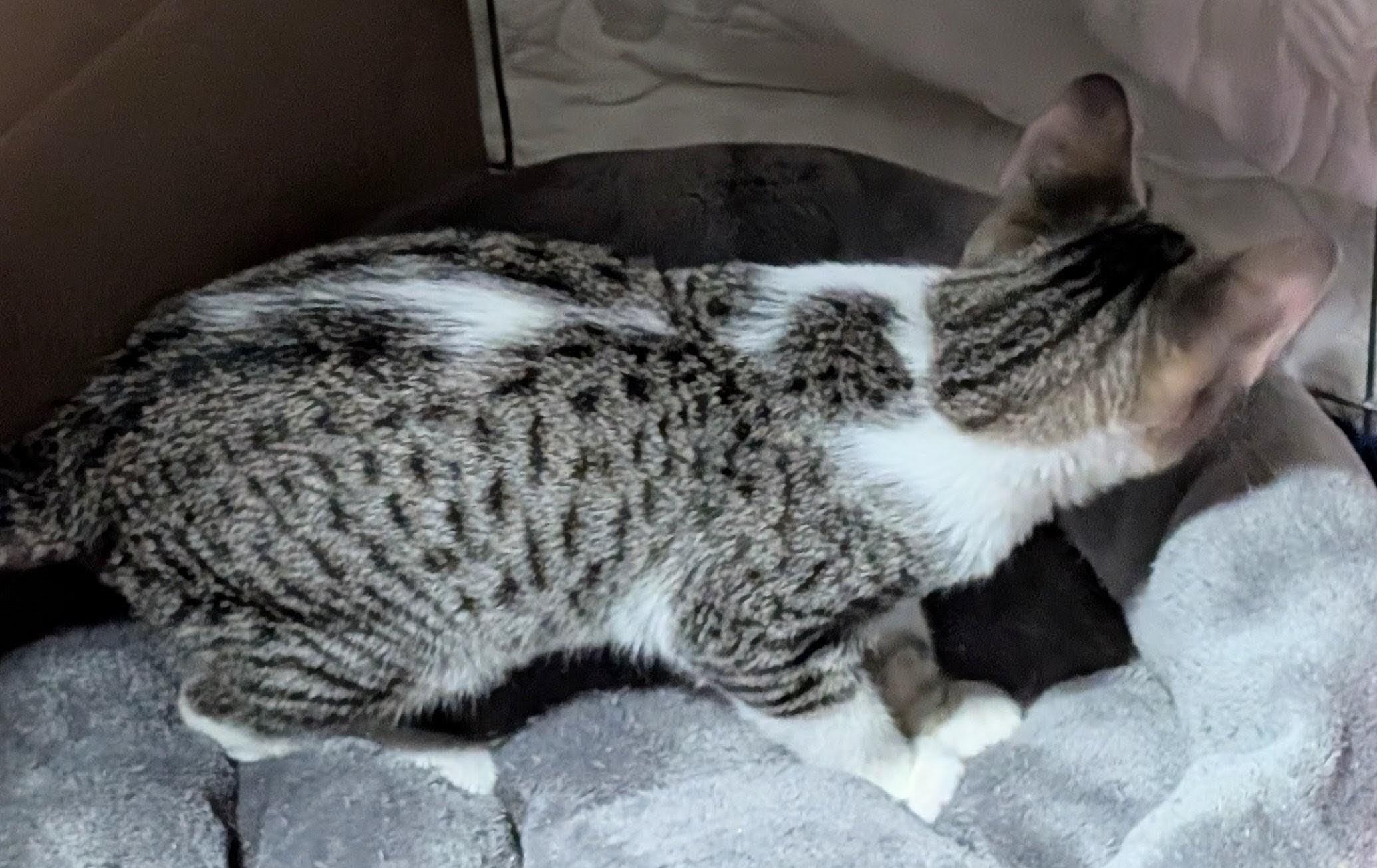 Tink, an adopted Tabby in San Diego, CA image 4/4