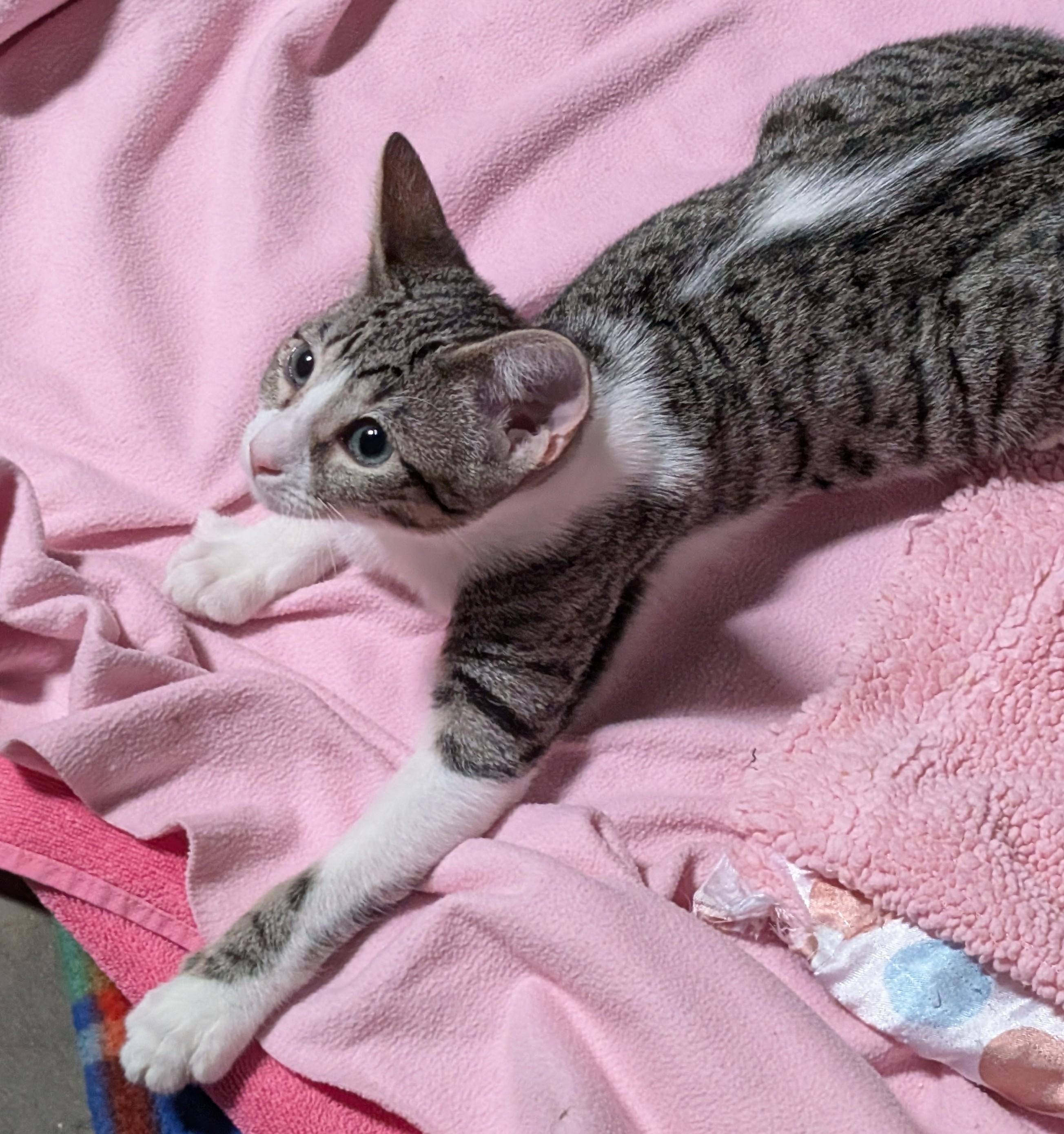 Tink, an adopted Tabby in San Diego, CA image 2/4