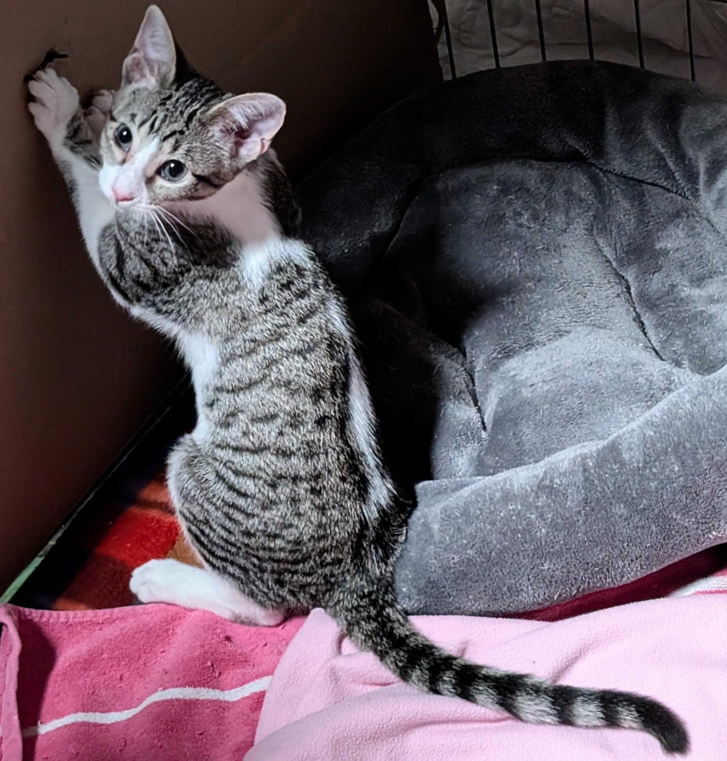 Tink, an adopted Tabby in San Diego, CA image 1/4