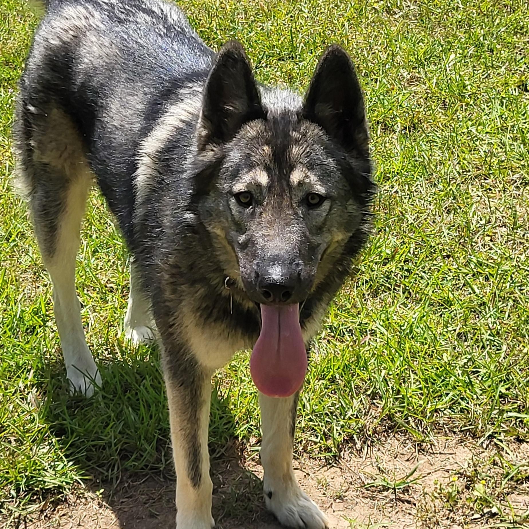Enlarge Rowdy, an adopted mixed breed in Marion, MS image 1/1