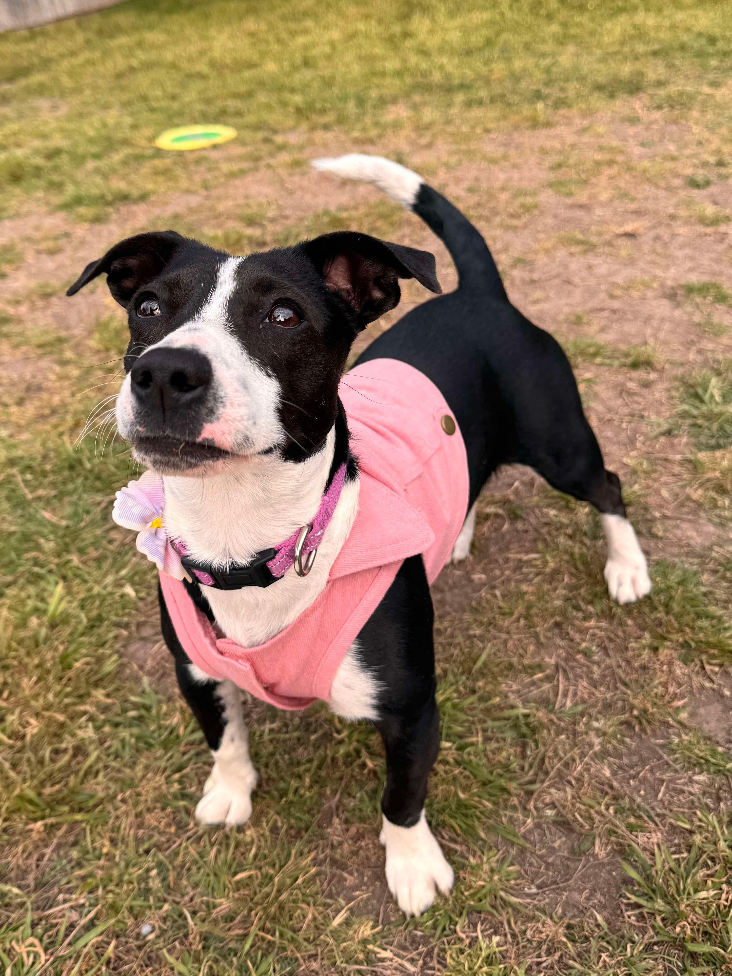Enlarge Maple, a Adopted mixed breed in Anna, TX image 1/6