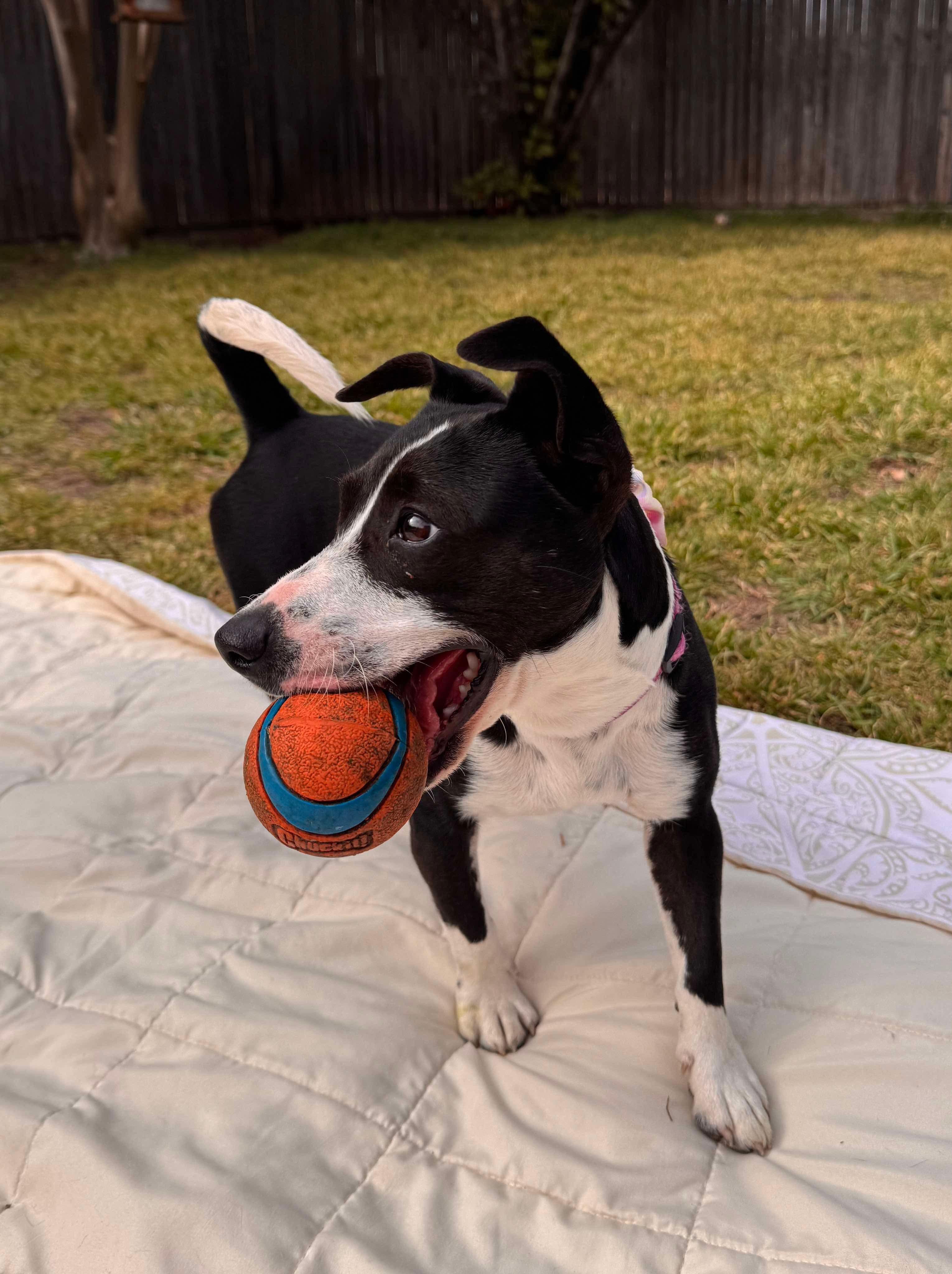 Enlarge Maple, a Adopted mixed breed in Anna, TX image 2/6
