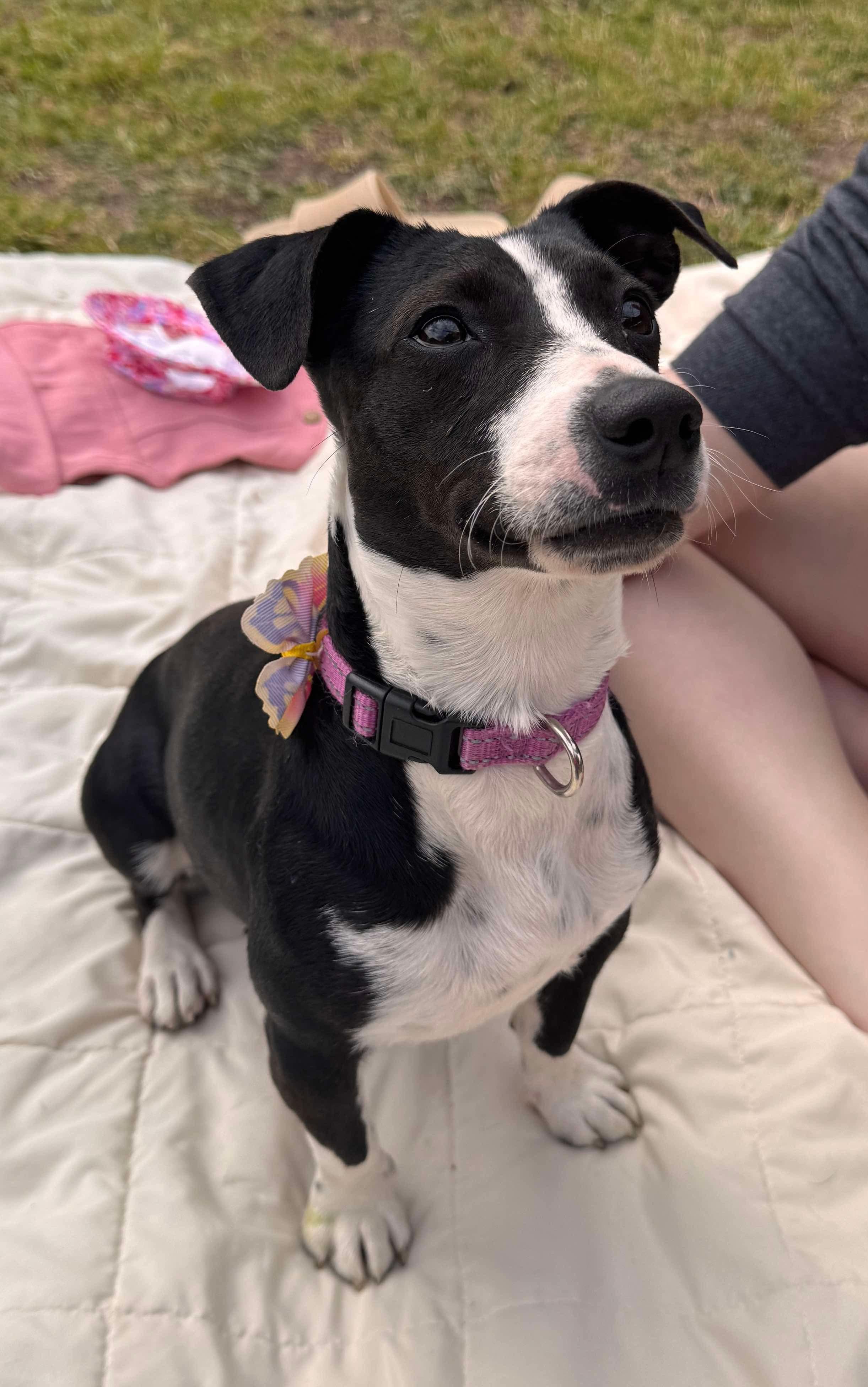 Enlarge Maple, a Adopted mixed breed in Anna, TX image 3/6