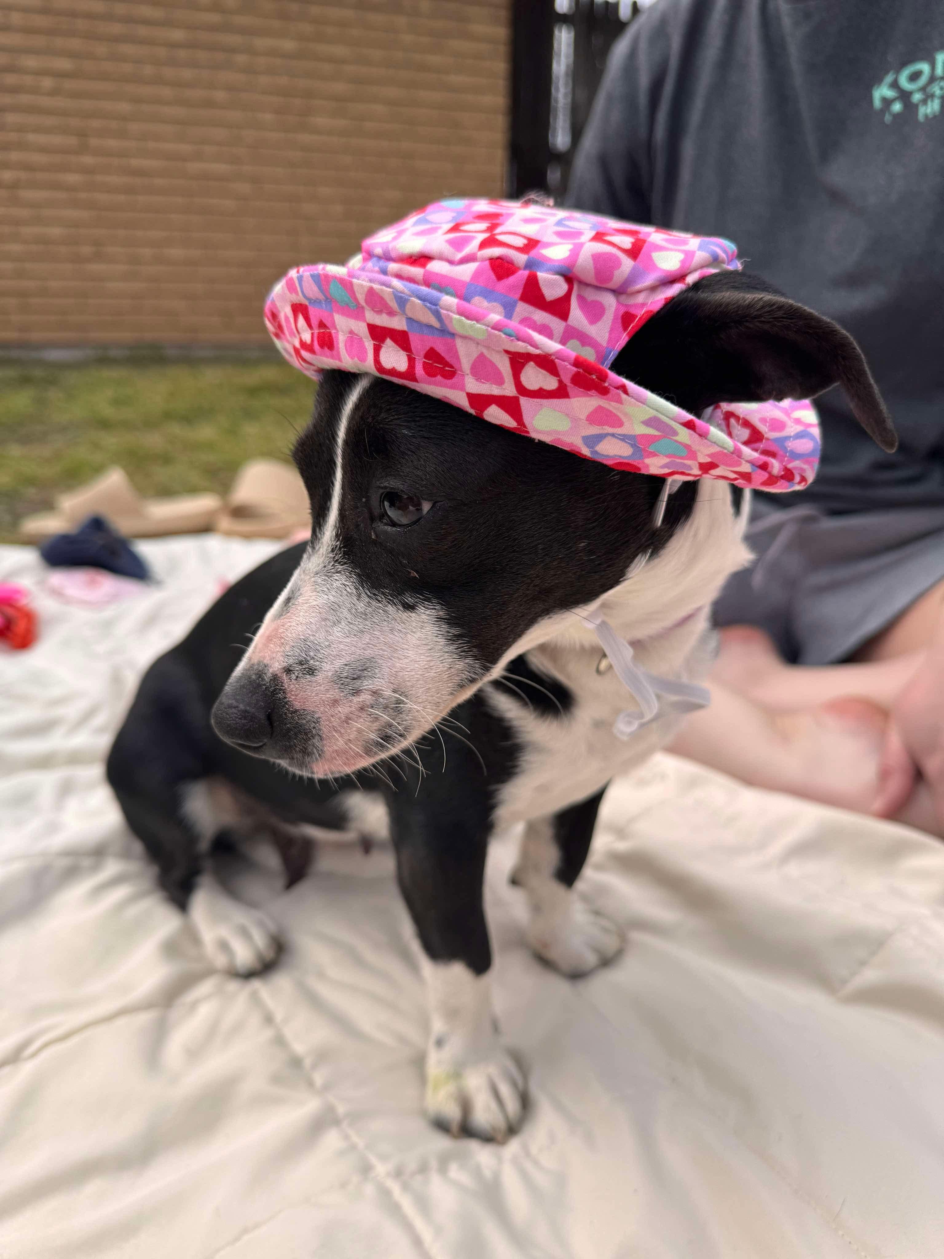 Enlarge Maple, a Adopted mixed breed in Anna, TX image 4/6