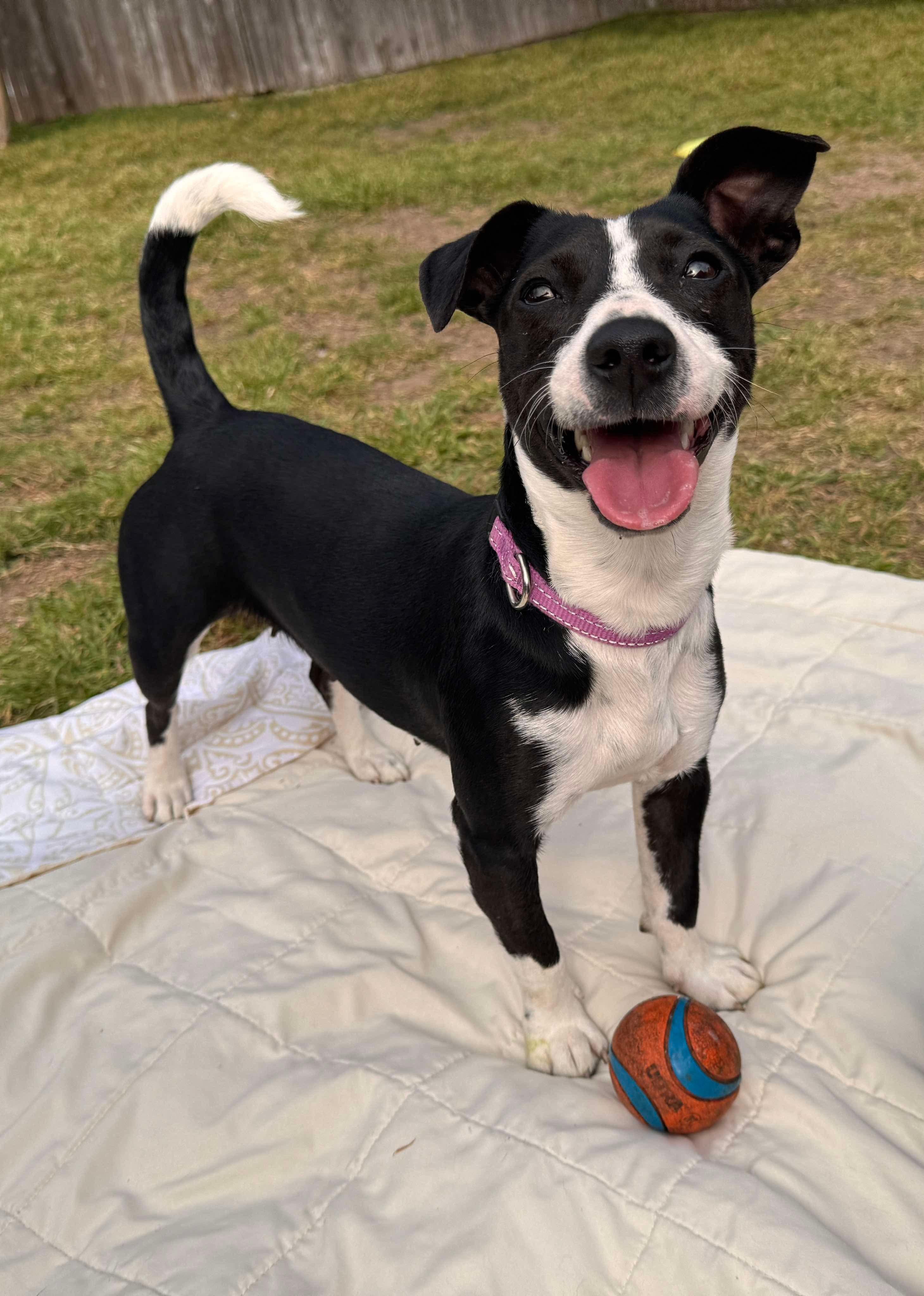 Enlarge Maple, a Adopted mixed breed in Anna, TX image 5/6