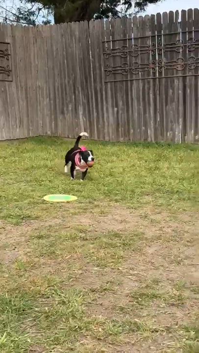 Enlarge Maple, a Adopted mixed breed in Anna, TX video 6/6