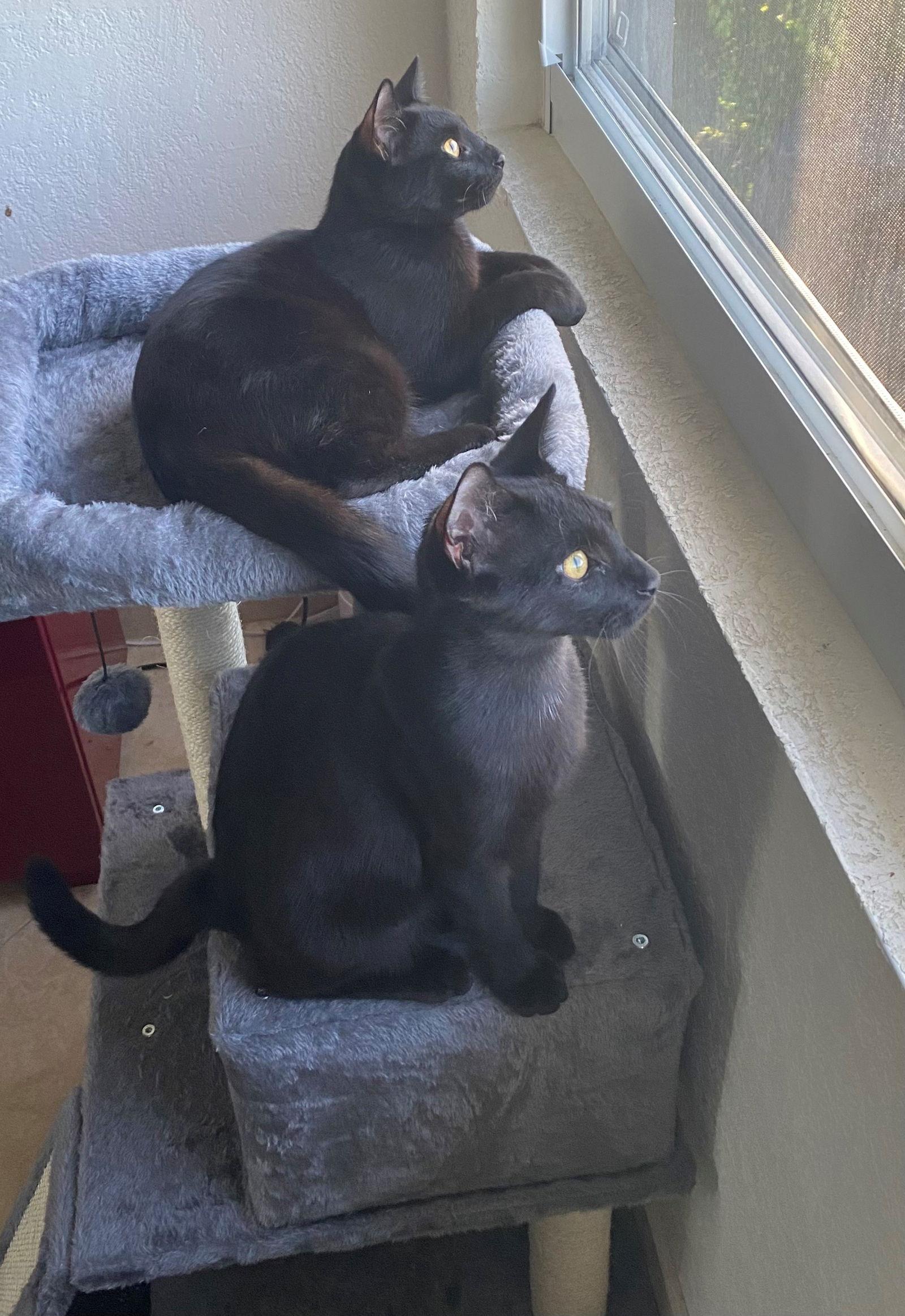 VAN GOGH, Adoptable, Young Male American Shorthair.