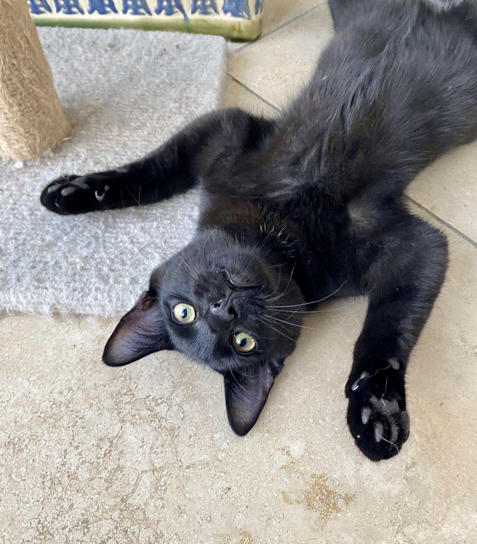 VAN GOGH, a Adoptable American Shorthair in Oakland Park, FL image 2/3