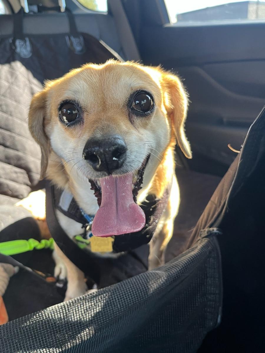 Enlarge Peanut, a Adoptable mixed breed in Garland, TX image 6/6