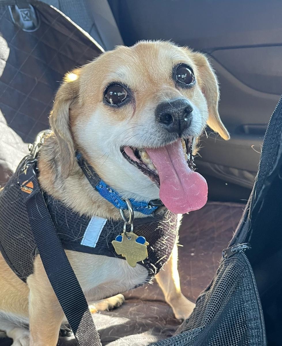 Enlarge Peanut, a Adoptable mixed breed in Garland, TX image 5/6
