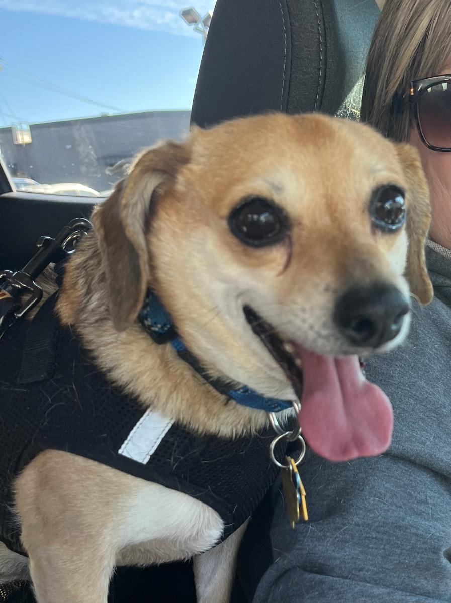 Enlarge Peanut, a Adoptable mixed breed in Garland, TX image 4/6
