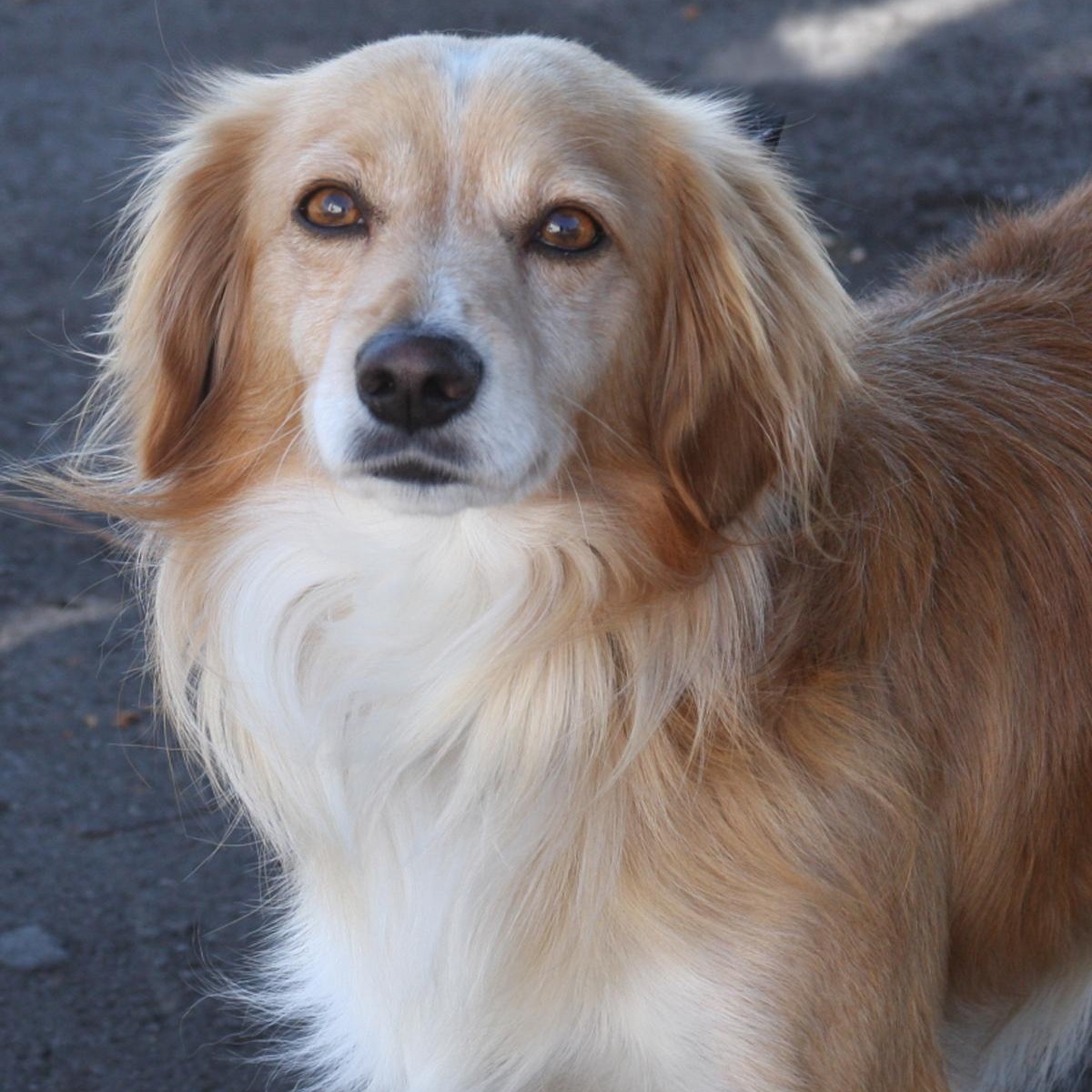 Pete, adoptable, Adult Male Chihuahua & Dachshund (Long Haired).
