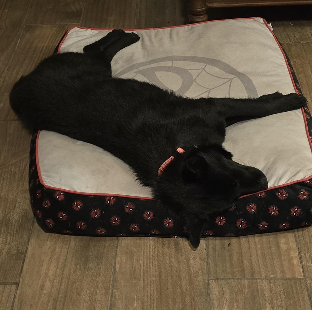 Midnight thumbnail 4