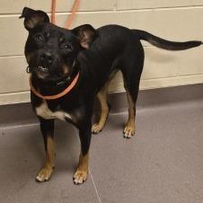 Pistol, Adoptable, Adult Male Rottweiler.