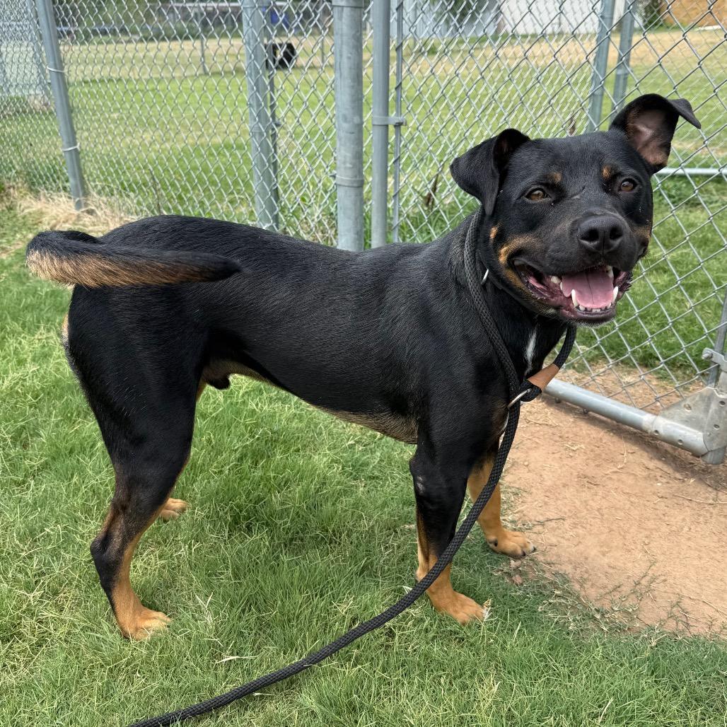 Pistol, a Adoptable Rottweiler in Norman, OK image 2/6