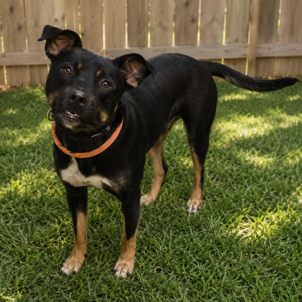 Pistol, a Adoptable Rottweiler in Norman, OK image 3/6