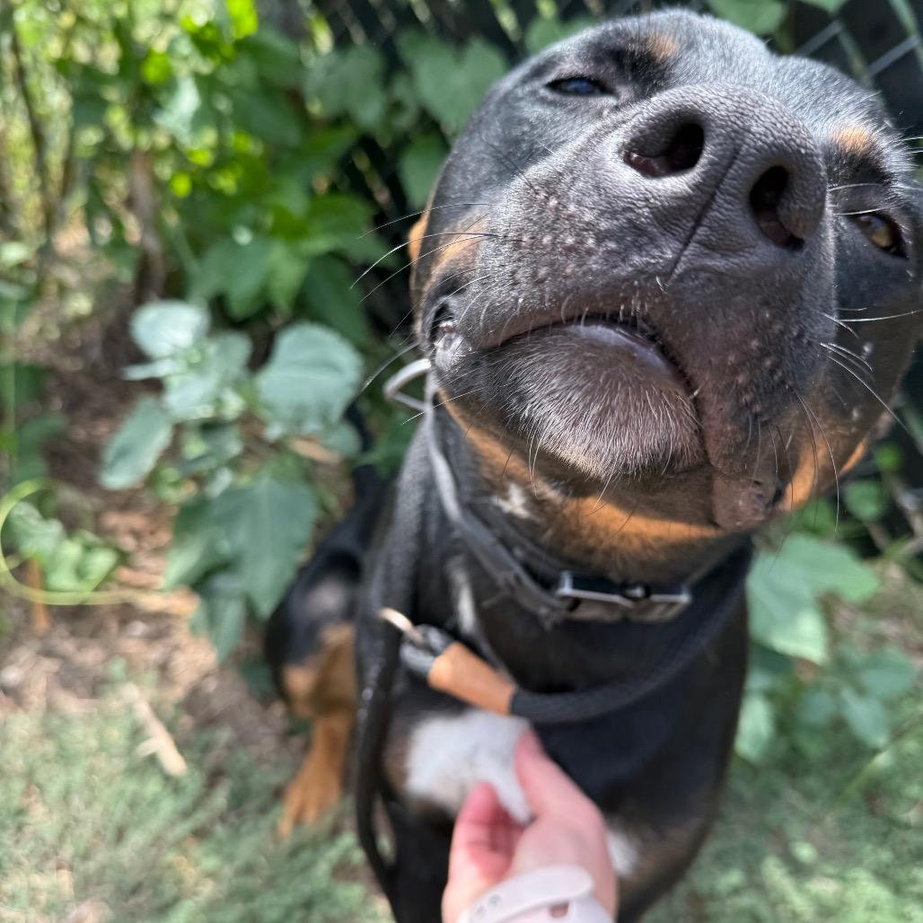 Pistol, a Adoptable Rottweiler in Norman, OK image 4/6