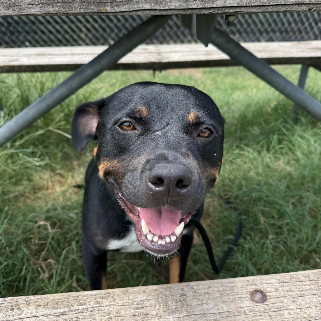 Pistol, a Adoptable Rottweiler in Norman, OK image 5/6