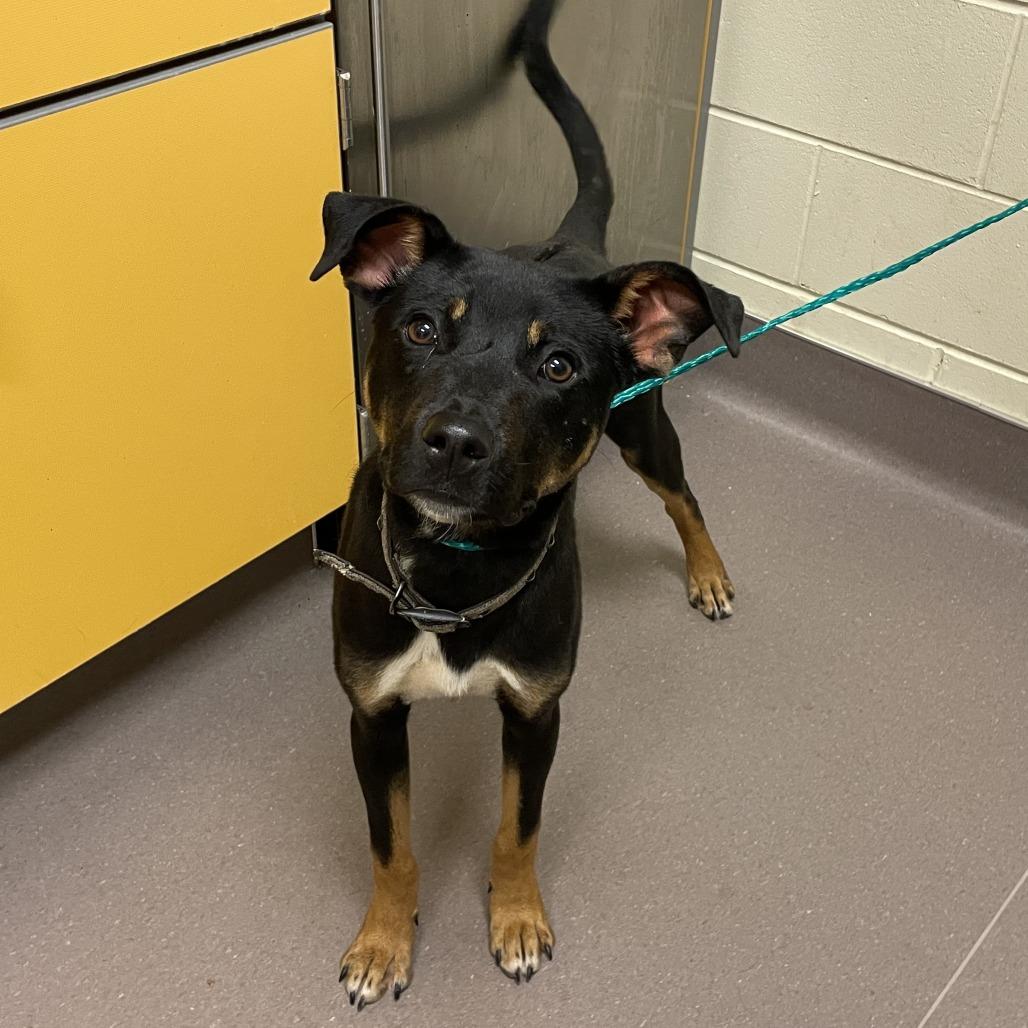 Pistol, a Adoptable Rottweiler in Norman, OK image 6/6