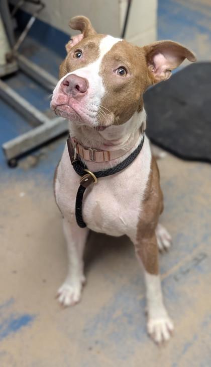 Enlarge Nova, a ADOPTABLE mixed breed in Inverness, FL image 1/1
