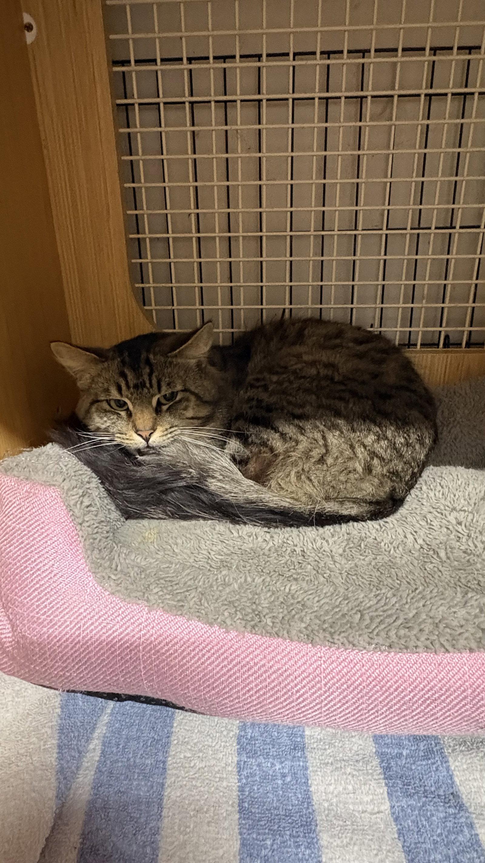 Marley, Adoptable, Young Male Domestic Medium Hair.