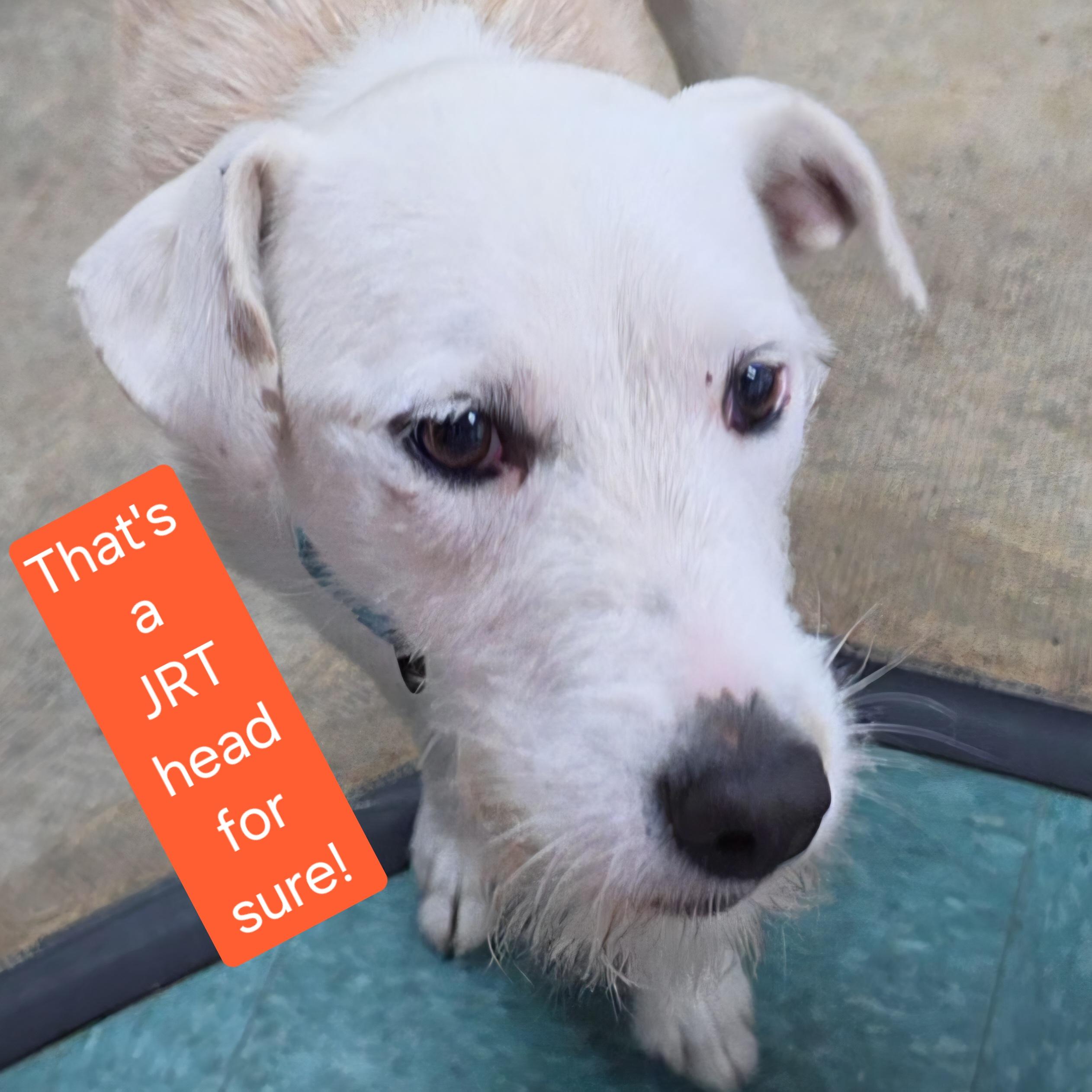 Emery, a ADOPTABLE mixed breed in LaGrange, IN image 2/6