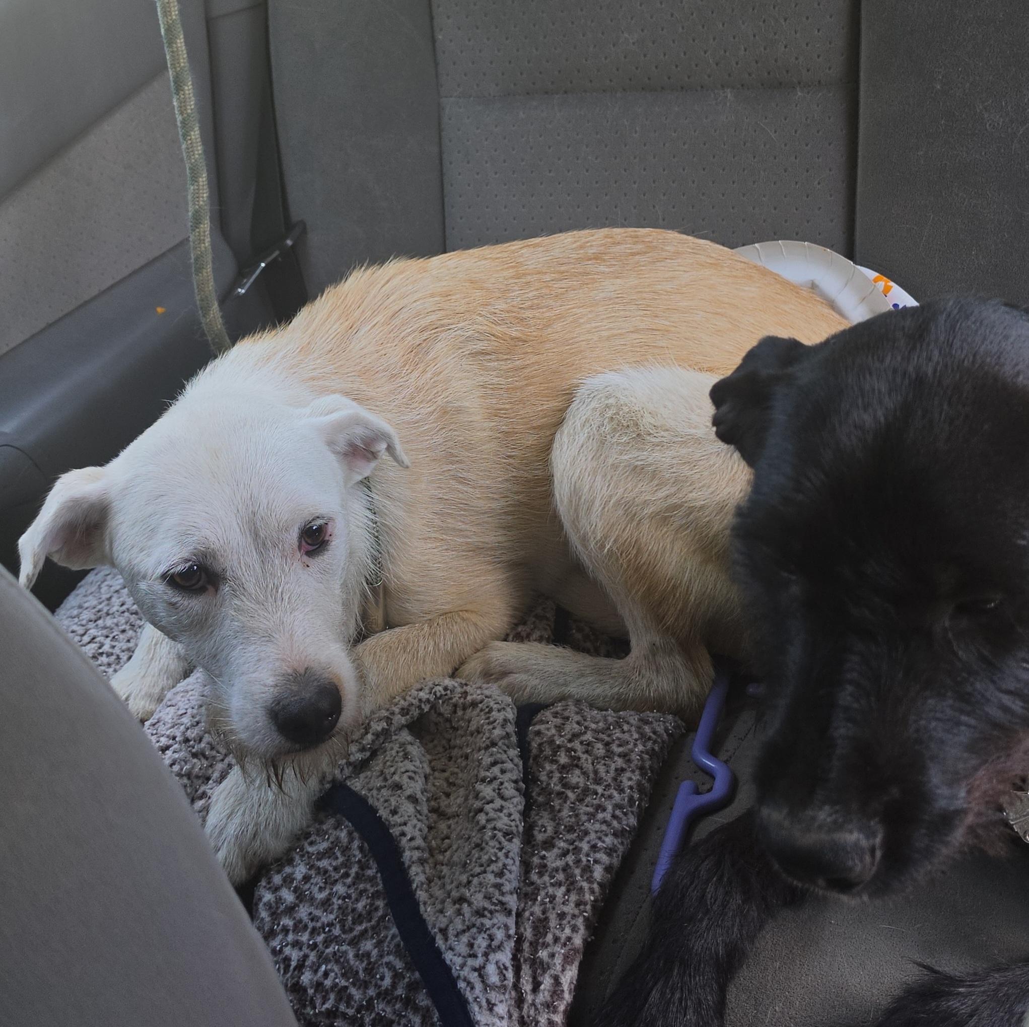 Emery, a ADOPTABLE mixed breed in LaGrange, IN image 4/6