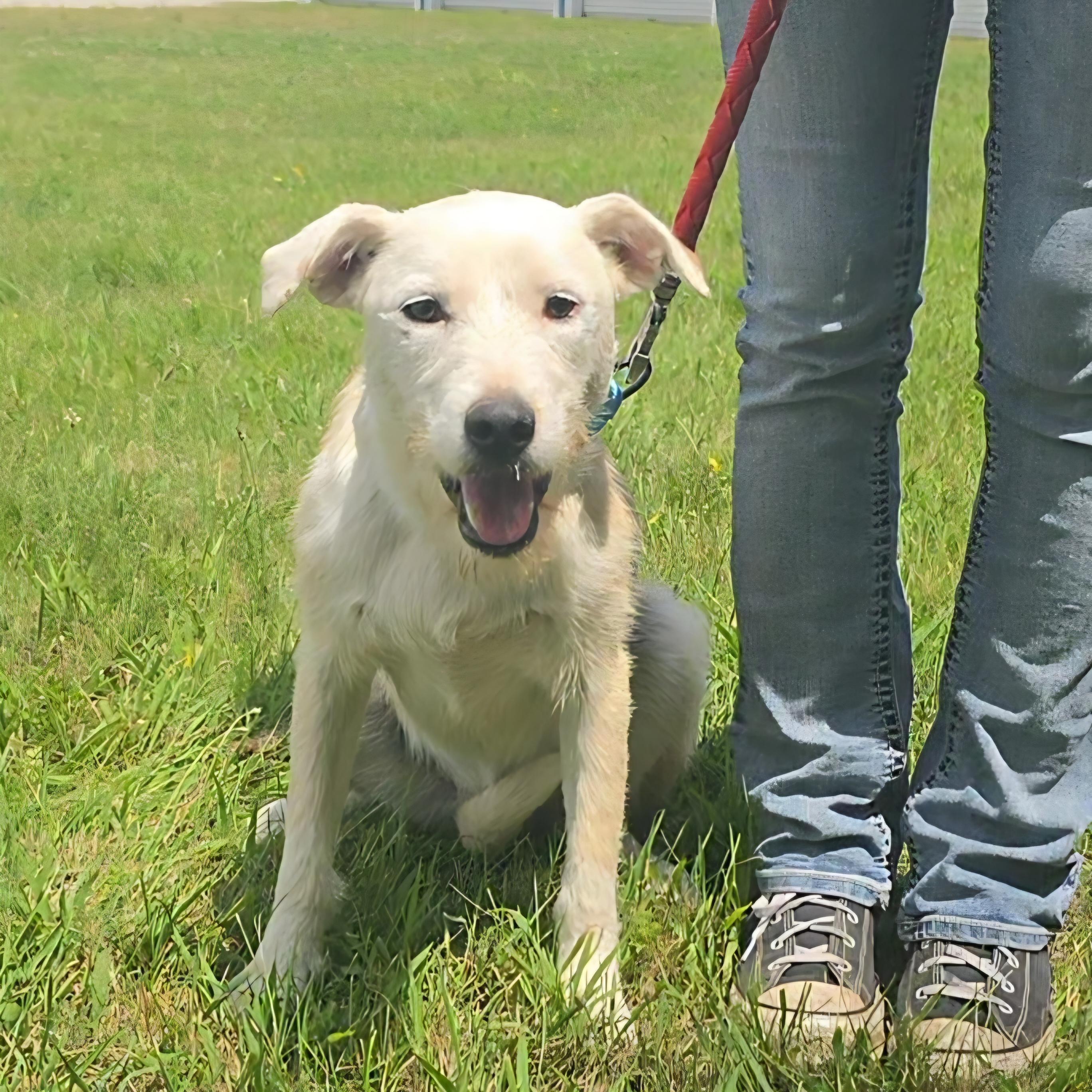 Emery, a ADOPTABLE mixed breed in LaGrange, IN image 6/6