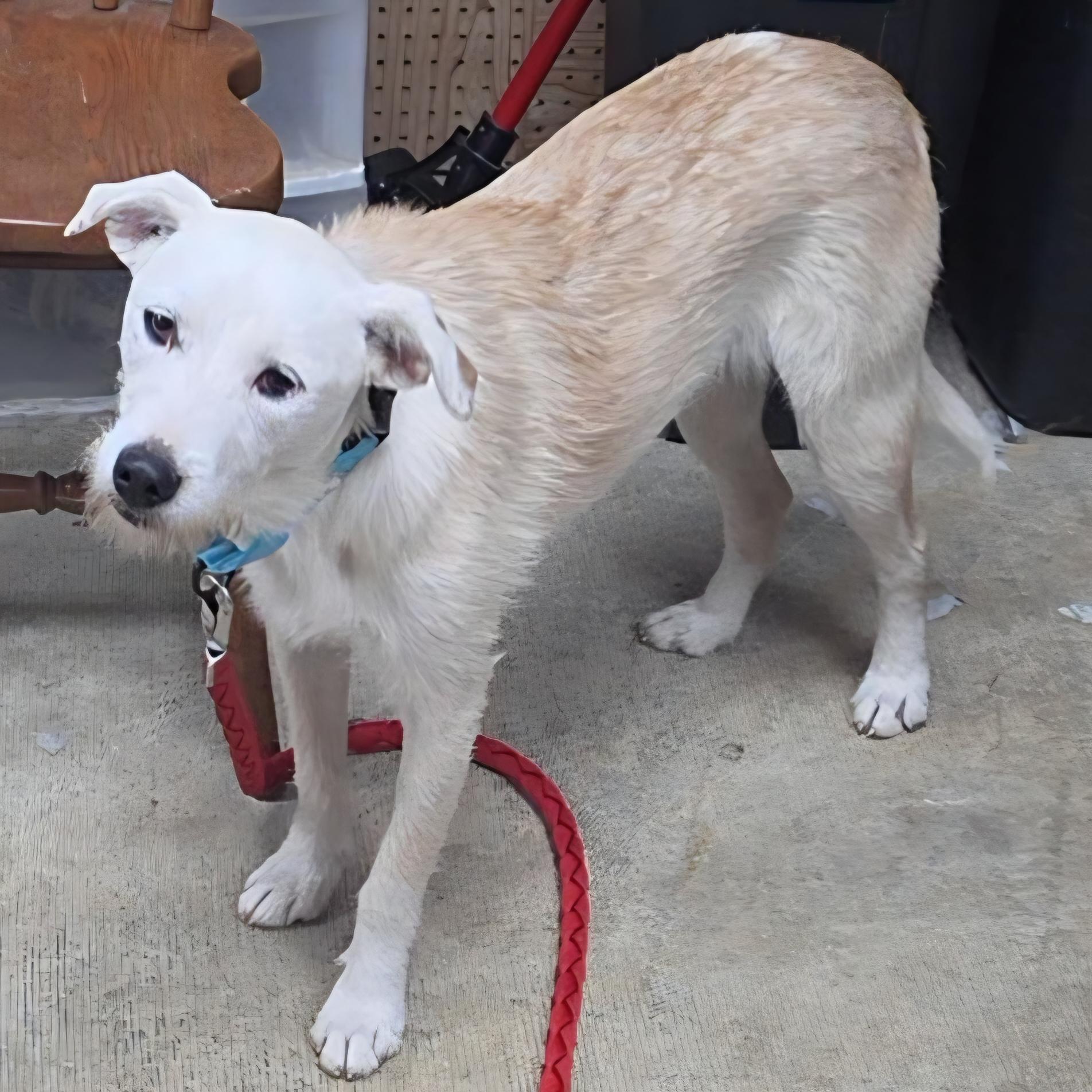 Emery, a ADOPTABLE mixed breed in LaGrange, IN image 1/6
