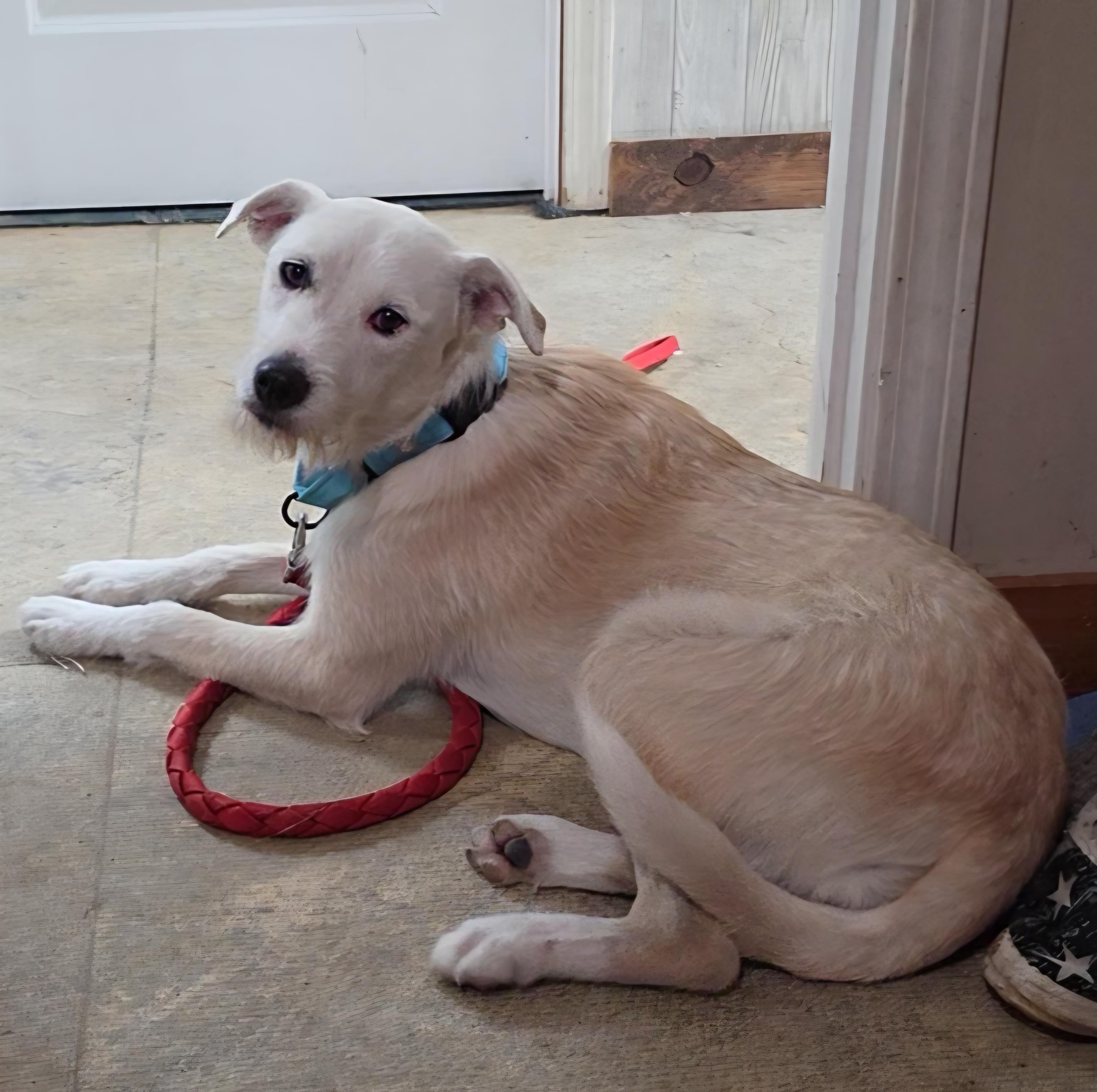 Emery, a ADOPTABLE mixed breed in LaGrange, IN image 3/6