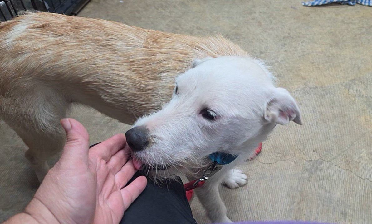 Enlarge Emery, a ADOPTABLE mixed breed in LaGrange, IN video 5/6