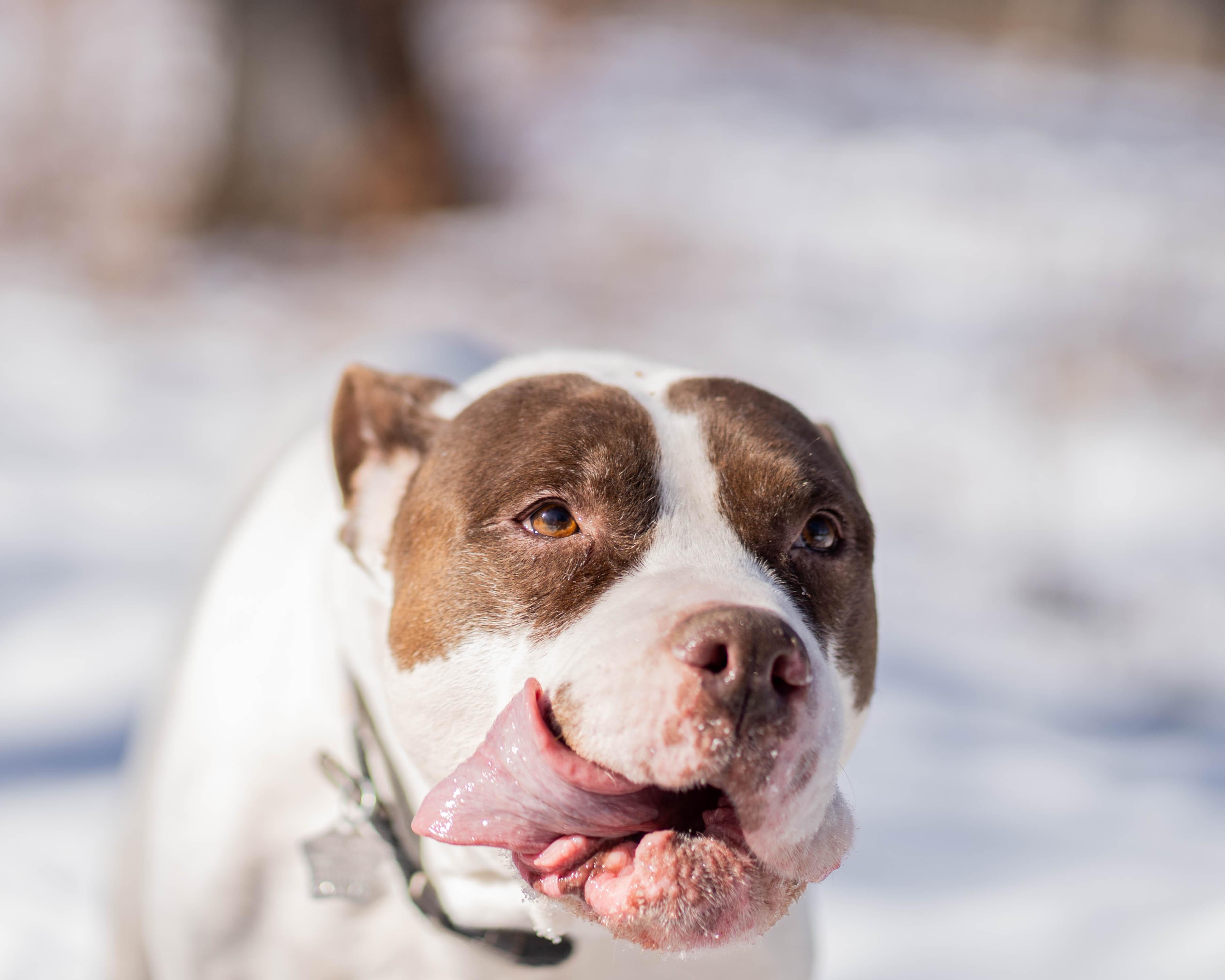 Enlarge Brew, a ADOPTABLE mixed breed in Little Falls, MN image 3/6