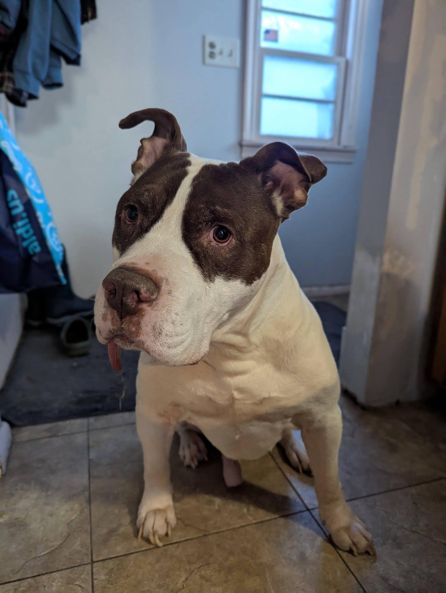 Enlarge Cas, a ADOPTABLE mixed breed in Little Falls, MN image 2/5