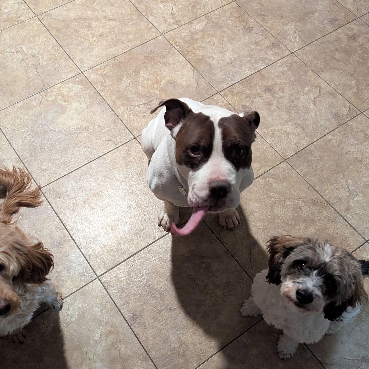 Enlarge Cas, a ADOPTABLE mixed breed in Little Falls, MN image 4/5