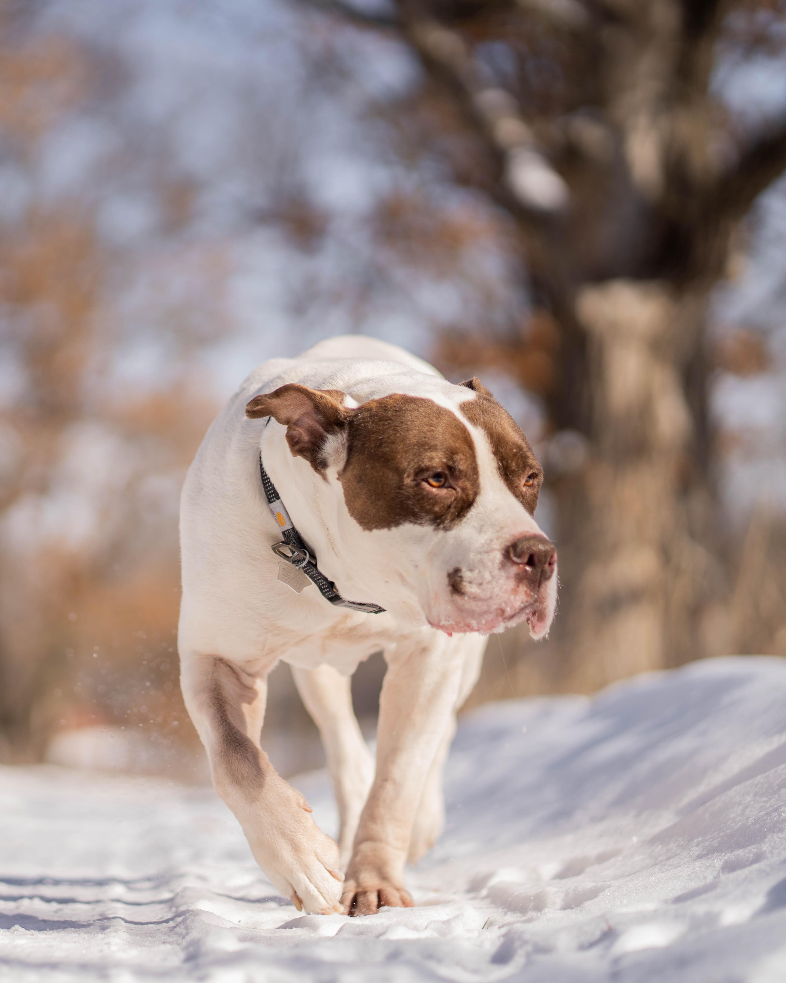 Enlarge Brew, a ADOPTABLE mixed breed in Little Falls, MN image 2/6