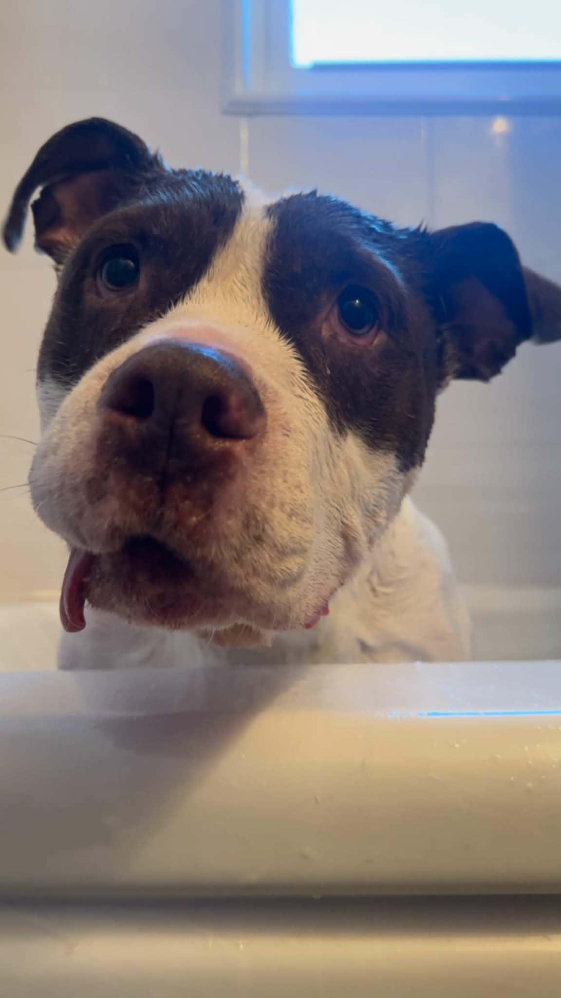 Enlarge Cas, a ADOPTABLE mixed breed in Little Falls, MN image 1/5