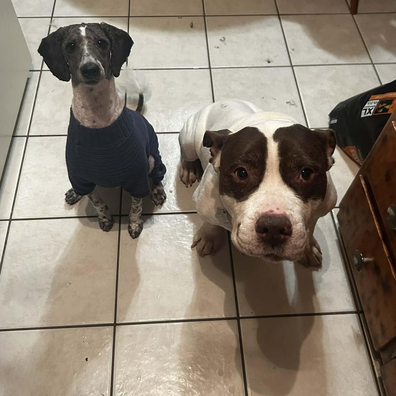 Enlarge Cas, a ADOPTABLE mixed breed in Little Falls, MN image 5/5