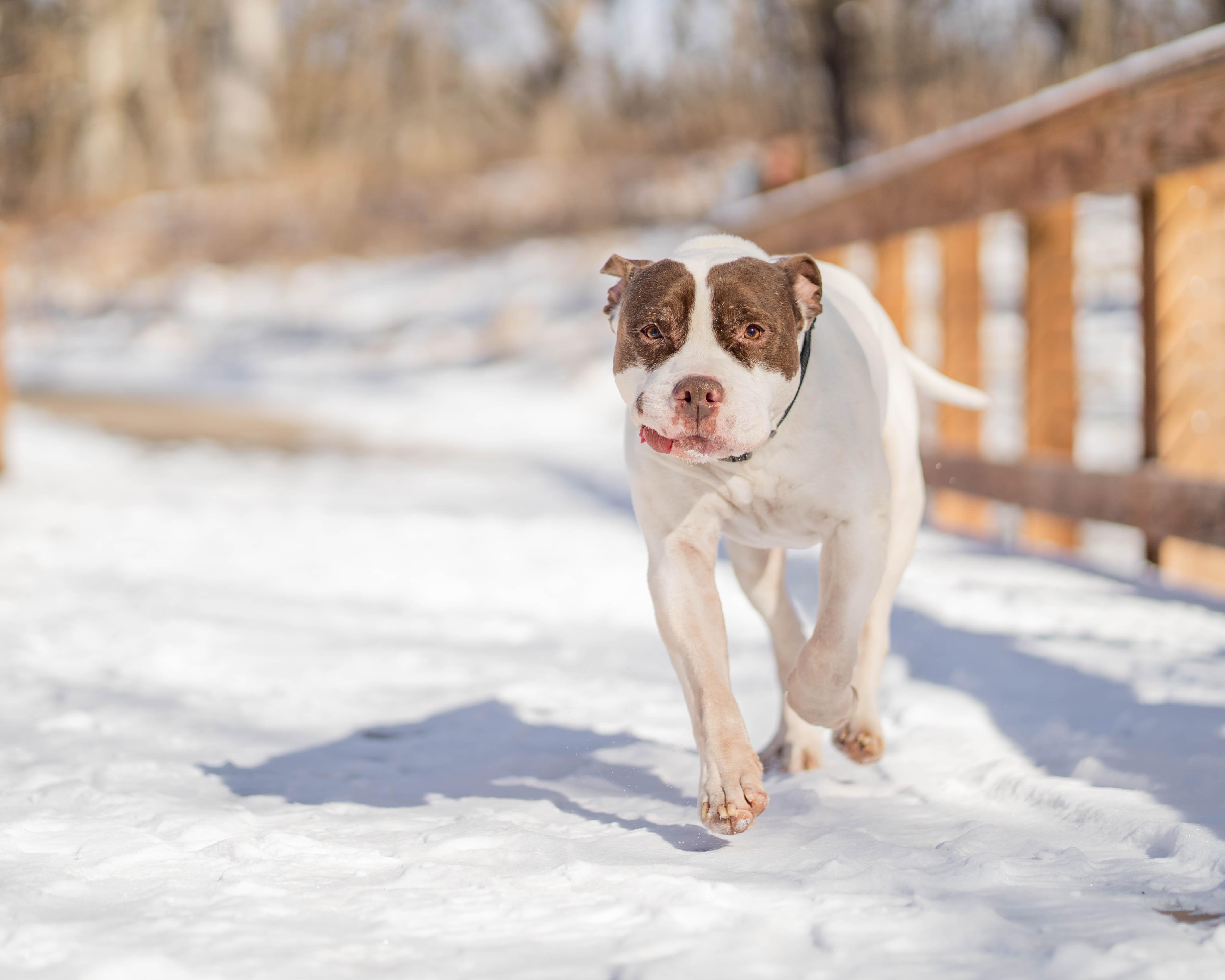 Brew, ADOPTABLE, Senior Male Pit Bull Terrier.