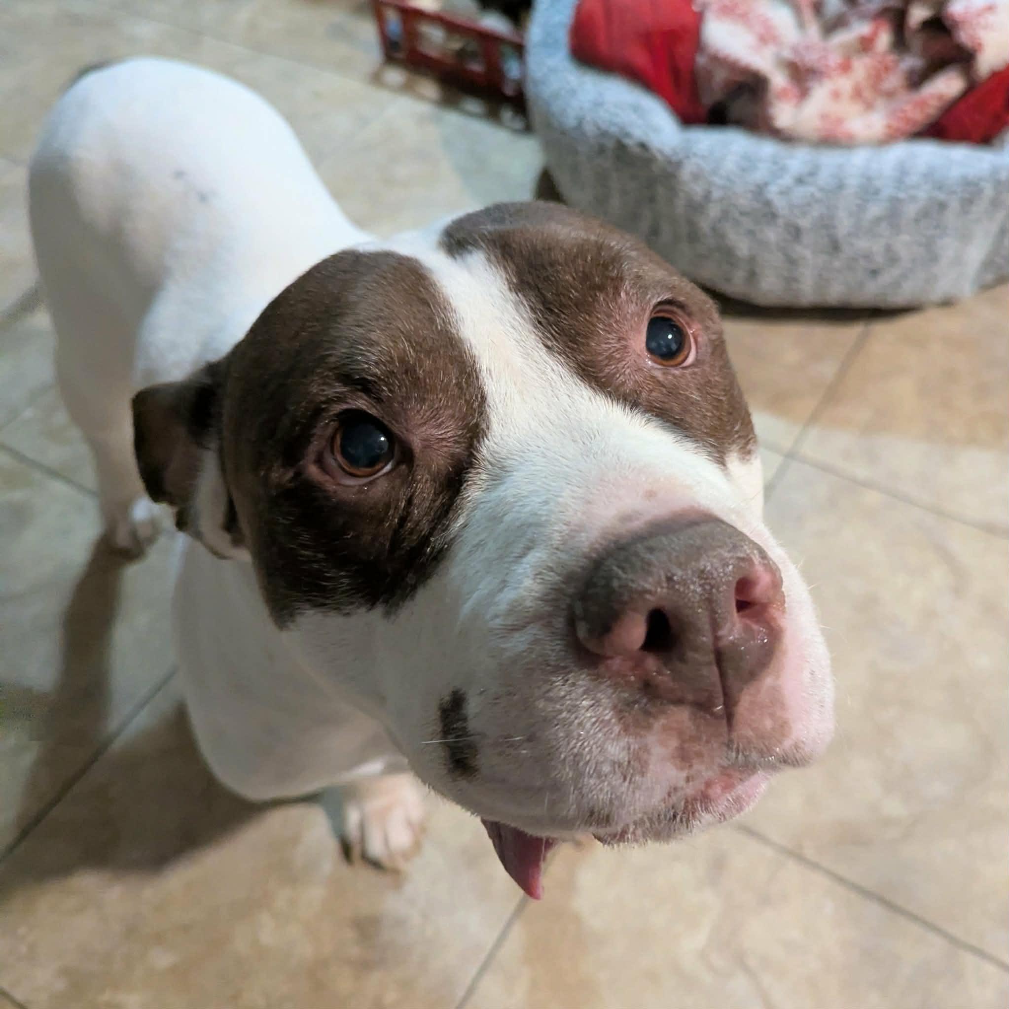 Enlarge Cas, a ADOPTABLE mixed breed in Little Falls, MN image 3/5