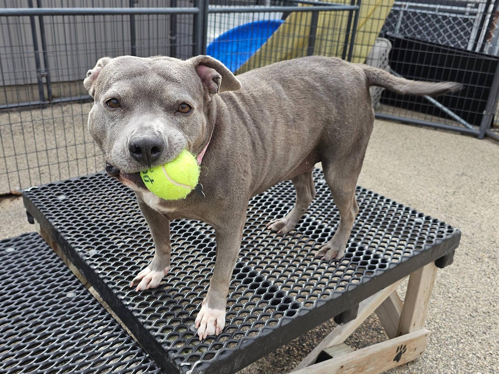 Hippo, Adoptable, Adult Female Pit Bull Terrier.
