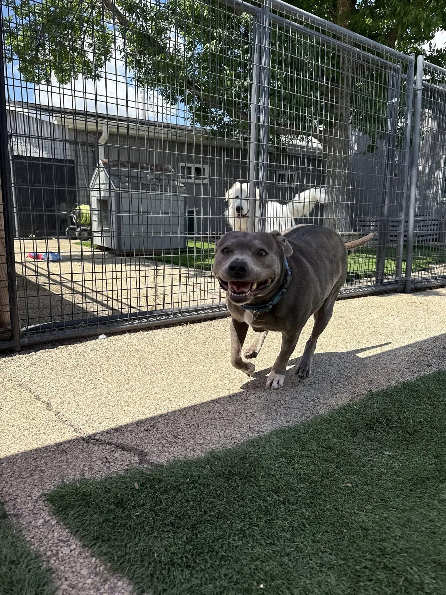 Enlarge Hippo, a Adoptable Pit Bull Terrier in Cedar Rapids, IA image 2/3
