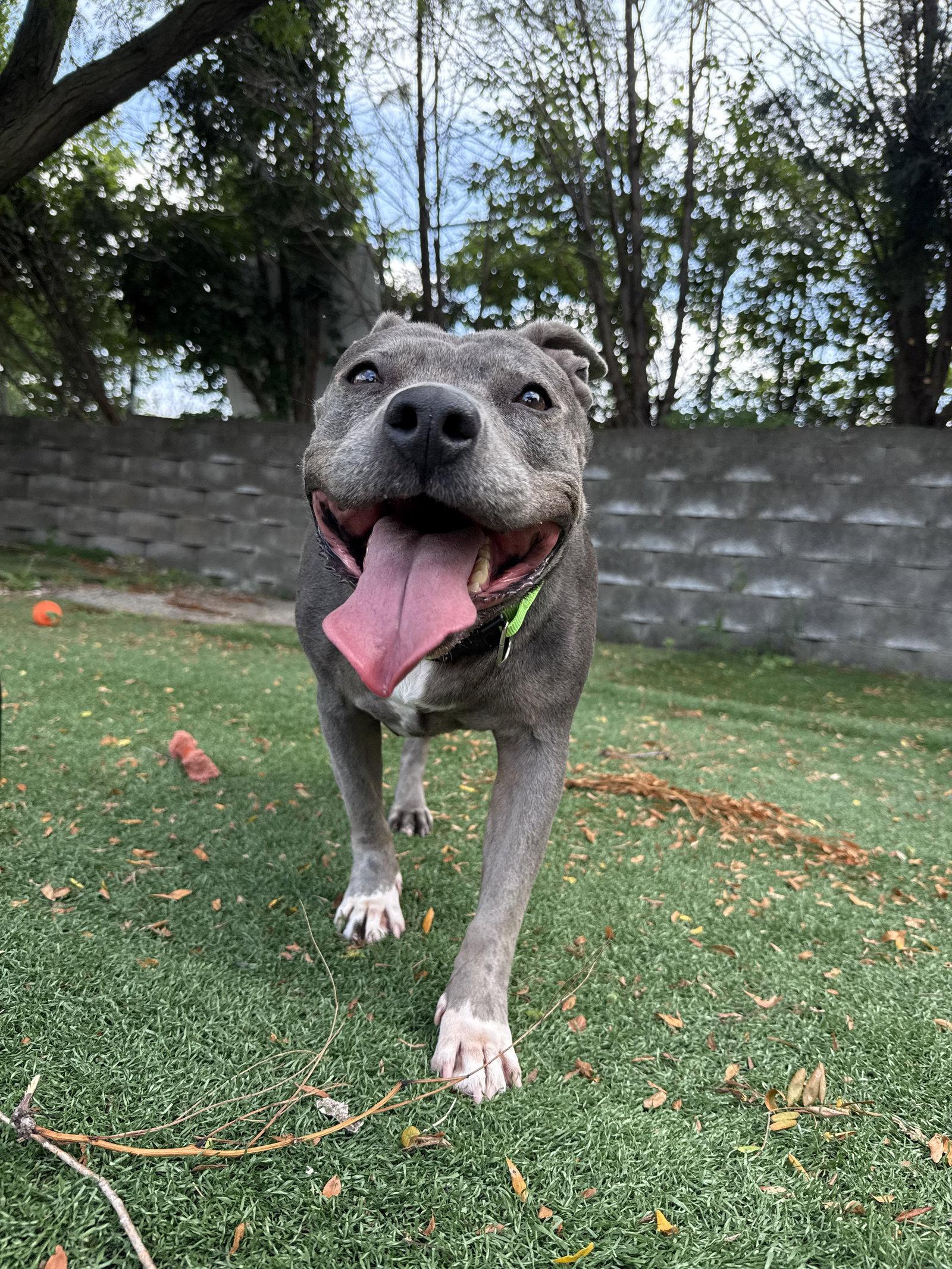 Enlarge Hippo, a Adoptable Pit Bull Terrier in Cedar Rapids, IA image 3/3