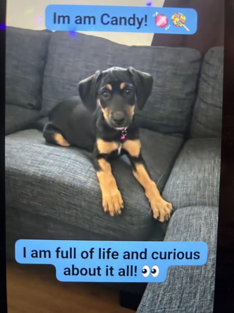 Candy, Adoptable, Puppy Female Hound.