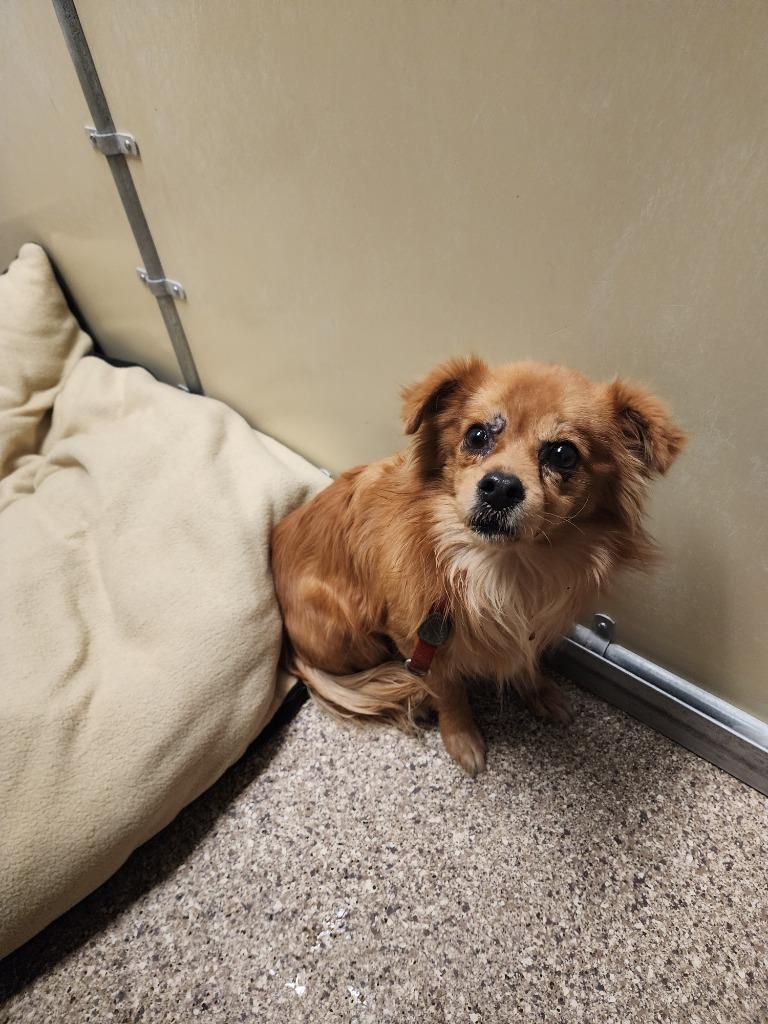 Max, Adoptable, Adult Male Mixed Breed.