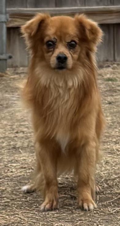 Enlarge Max, a Adoptable Mixed Breed in Great Bend, KS image 2/2