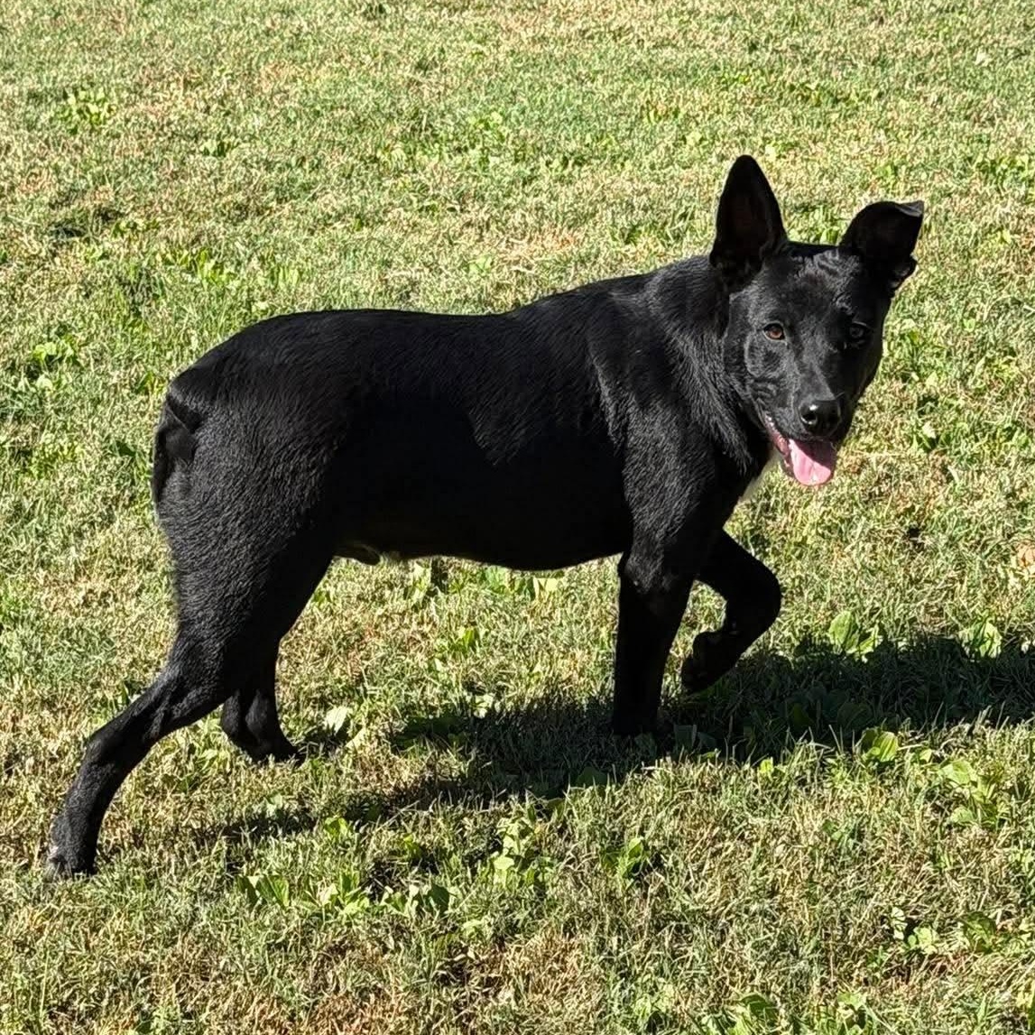 Enlarge Sunny (9mo), a Adoptable mixed breed in Spring Hill, TN image 1/6